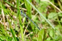 Platycnemis pennipes