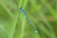 Coenagrion puella