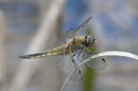 Libellula quadrimaculata