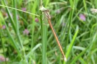 Platycnemis acutipennis
