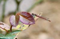 Pyrrhosoma nymphula