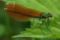 Calopteryx virgo