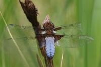 Libellula depressa