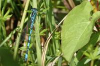 Coenagrion mercuriale