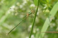 Lestes barbarus