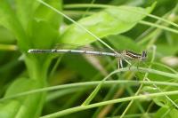 Platycnemis pennipes