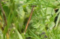Platycnemis acutipennis