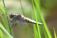 Libellula depressa