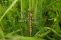 Orthetrum cancellatum