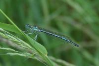 Platycnemis pennipes