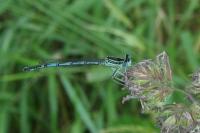Platycnemis pennipes
