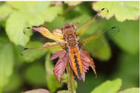 Libellula fulva