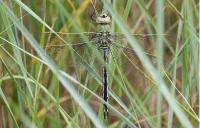 Anax imperator