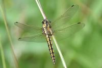 Orthetrum cancellatum