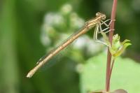 Platycnemis acutipennis
