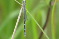 Enallagma cyathigerum