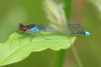 Erythromma najas