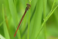 Ceriagrion tenellum