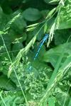 Coenagrion puella