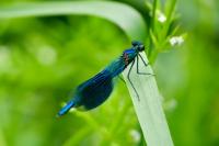 Calopteryx splendens