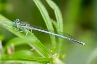 Platycnemis pennipes
