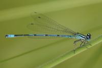 Coenagrion puella