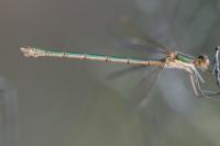 Lestes sponsa
