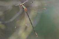 Lestes sponsa