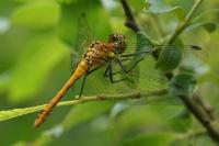 Sympetrum sanguineum
