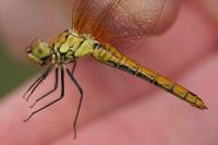 Sympetrum sanguineum