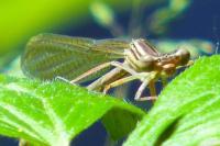 Platycnemis pennipes
