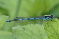 Erythromma lindenii
