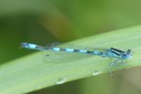 Coenagrion mercuriale