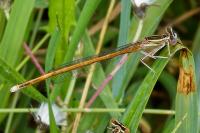 Platycnemis acutipennis