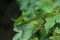 Calopteryx splendens