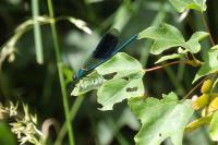 Calopteryx splendens