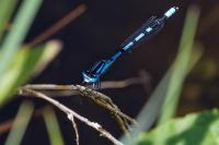 Enallagma cyathigerum