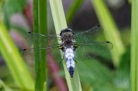 Libellula fulva