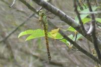 Aeshna affinis