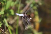 Libellula depressa
