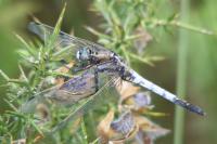 Orthetrum albistylum
