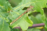 Platycnemis acutipennis