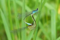 Ischnura elegans