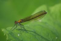 Calopteryx splendens