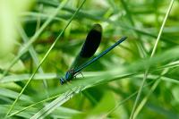 Calopteryx splendens