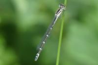 Enallagma cyathigerum