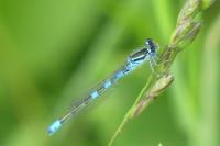 Coenagrion scitulum