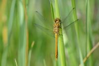 Sympetrum sanguineum