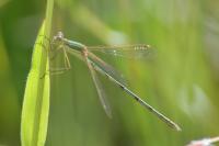 Lestes barbarus