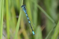 Coenagrion scitulum